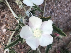 Malvella sagittifolia