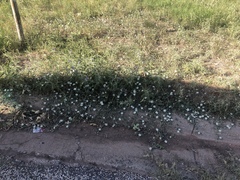 Malvella sagittifolia
