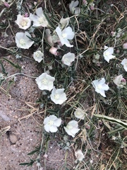 Malvella sagittifolia
