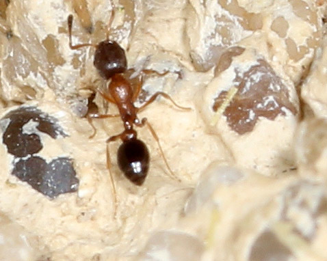 Cardiocondyla mauritanica