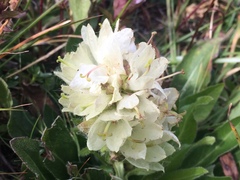 Campanula thyrsoides