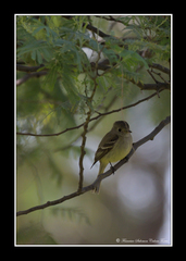 Empidonax occidentalis