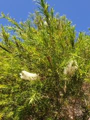 Melaleuca armillaris armillaris