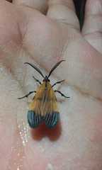Correbidia