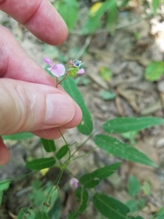 Desmodium paniculatum paniculatum