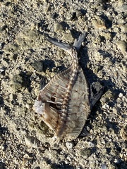 Carangoides