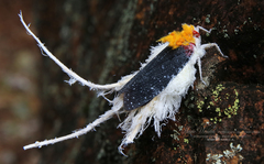 Cerogenes auricoma