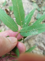 Desmodium paniculatum paniculatum