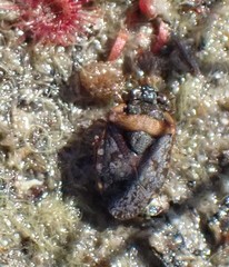 Ochterus