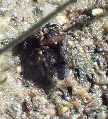 Ochterus