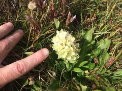 Campanula thyrsoides