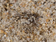 Habronattus amicus