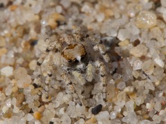 Habronattus amicus