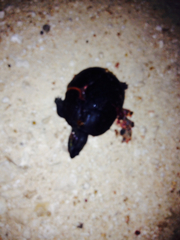 Kinosternon subrubrum hippocrepis