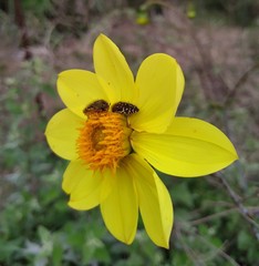 Acmaeodera flavopicta