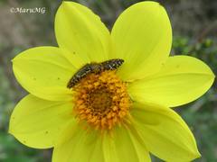 Acmaeodera flavopicta