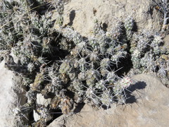 Corynopuntia bulbispina