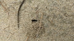 Habropoda miserabilis