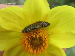 Acmaeodera flavopicta