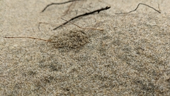 Habropoda miserabilis