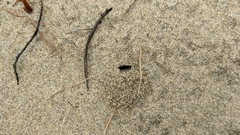 Habropoda miserabilis