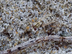 Thereva niveipennis