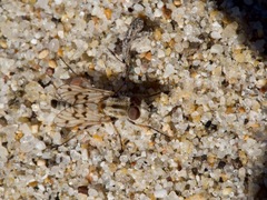 Thereva niveipennis