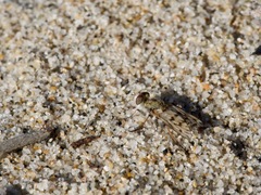 Thereva niveipennis