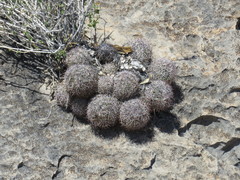 Coryphantha pseudoechinus pseudoechinus