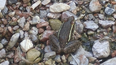 Lithobates magnaocularis