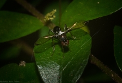 Parapalaeosepsis compressa