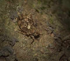 Cotylana angustifrons