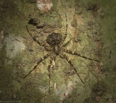 Tamopsis brachycauda