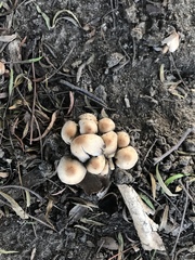 Fungi