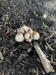 Fungi