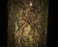 Tamopsis brachycauda