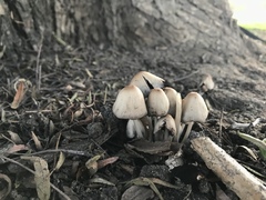Fungi