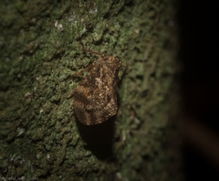 Cotylana angustifrons