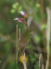 Oenothera simulans