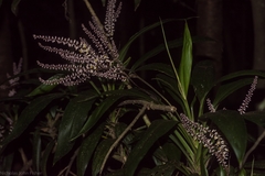 Cordyline rubra