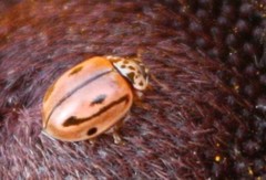 Mulsantina