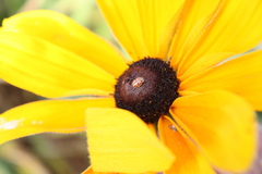 Mulsantina