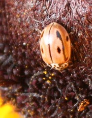 Mulsantina