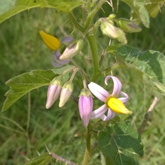 Solanum palinacanthum