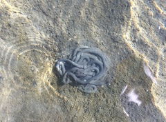Arenicolidae