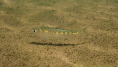 Opsariichthys evolans