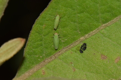 Draeculacephala soluta