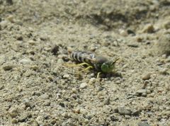 Bembix americana comata