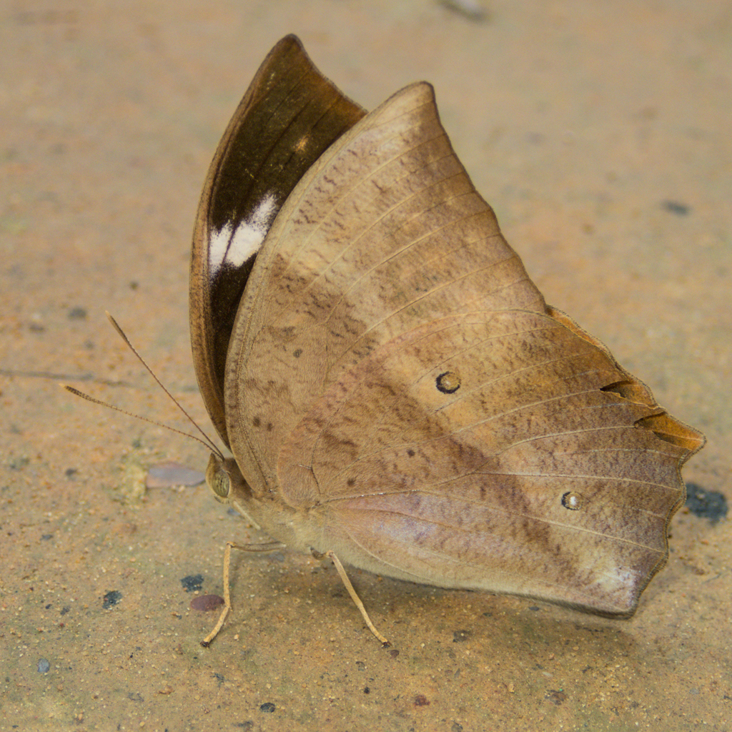 Common Duffer