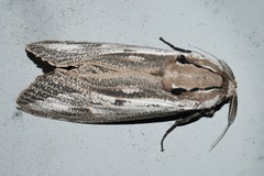 Endoxyla mackeri